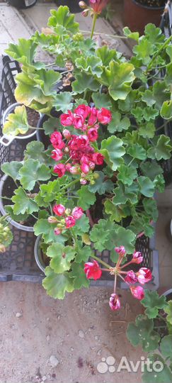 Герань тюльпановидная