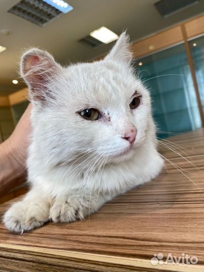 Коты в добрые руки