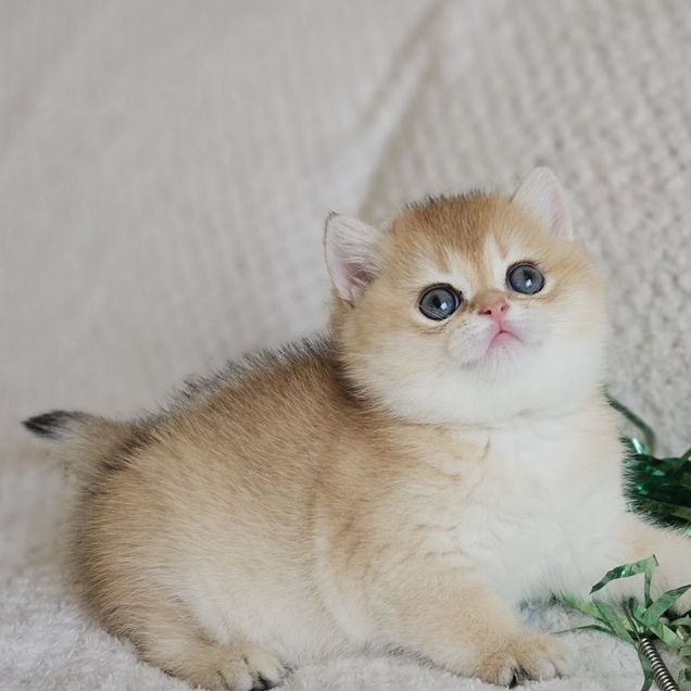 Британский короткошёрстный котёнок