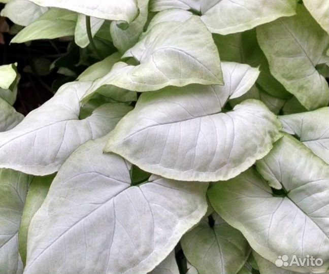 Комнатные растения цветы