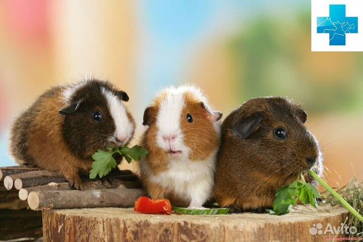 Морские свинки