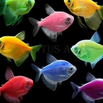 Тернеции Гло (Glofish). Тетра карамелька. Аквариум