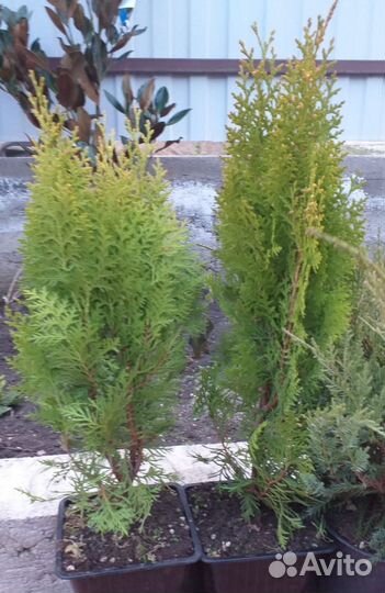 Туи в наличии разные кипарисовики