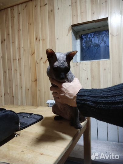 Донской сфинкс