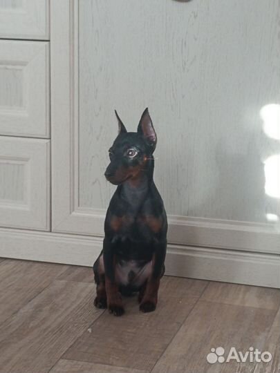 Цвергпинчер щенок