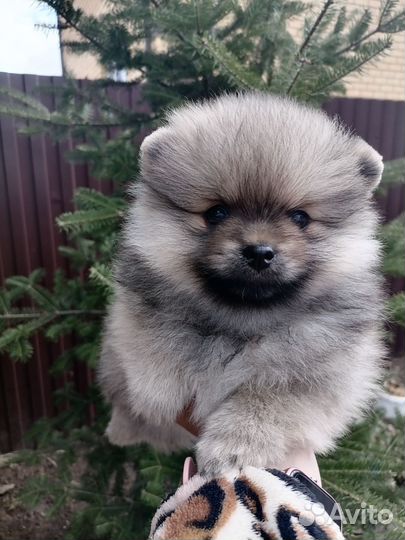 Померанский шпиц