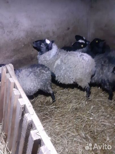 Овцы бараны