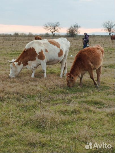 Корова сементал с теленком