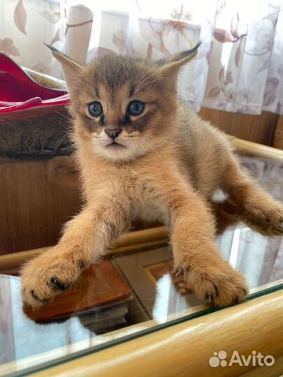 Котенок чаузи ф1