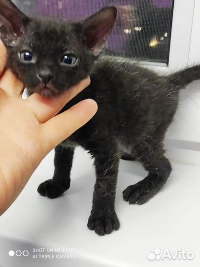 Котята сфинкс