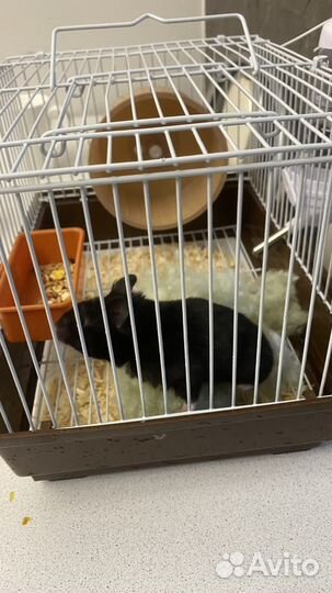 Сирийский хомяк бесплатно