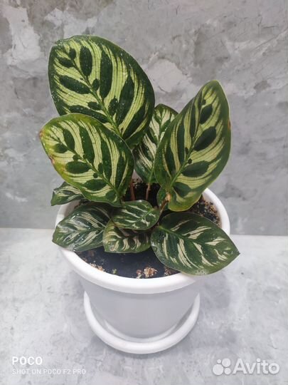 Калатея макояна