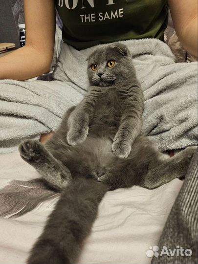 Вислоухая кошка