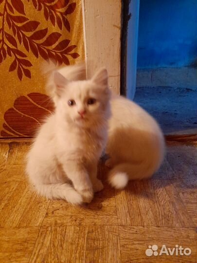 Кошка в дар