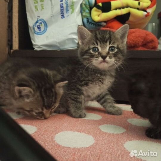Котики бесплатно в добрые руки