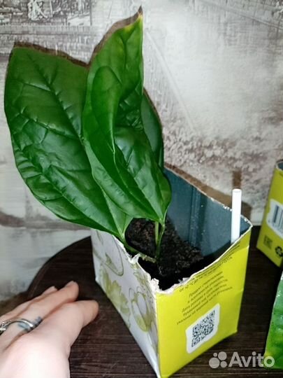 Клеродендрум госпожи Томпсон