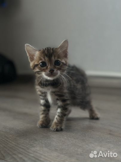 Бенгальские котята