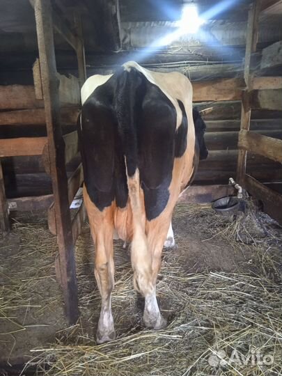 Корова высокоудойная