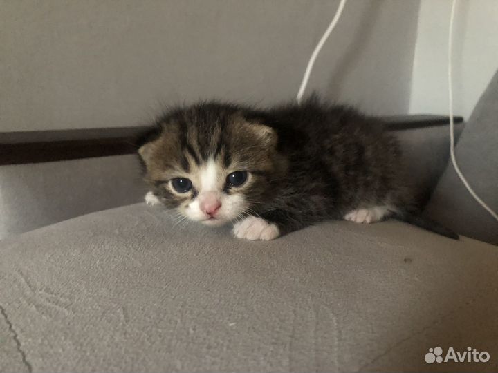 Кошка бесплатно