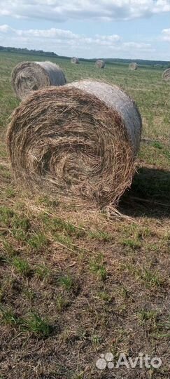 Продам сено