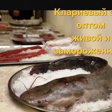 Клариевый сом оптом, живой и замороженный