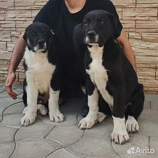 Среднеазиатская овчарка Алабай сао