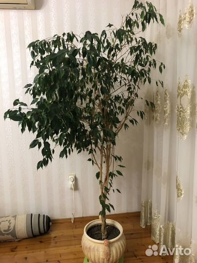 Фикус бенджамина