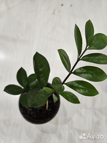 Замиокулькас