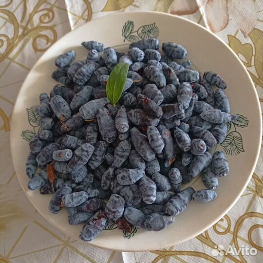 Саженцы жимолости