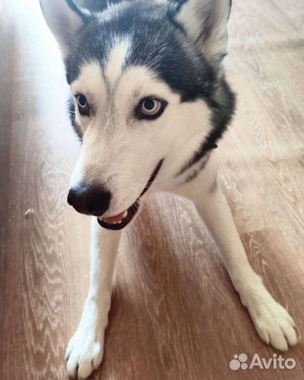 Вязка хаски