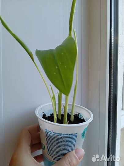 Кроссандра Эписция