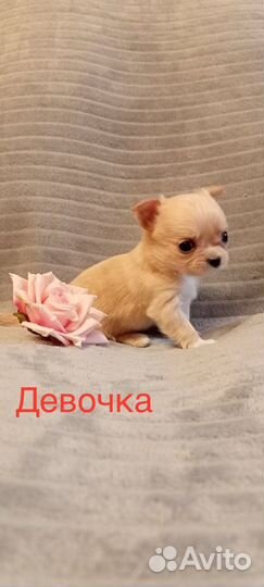 Щенки чихуахуа