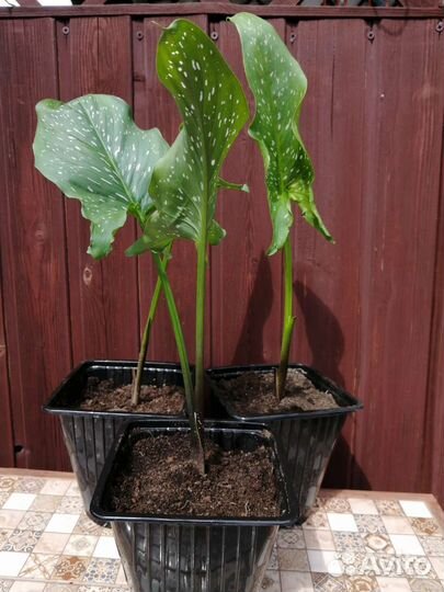 Цветы и кустарники для сада