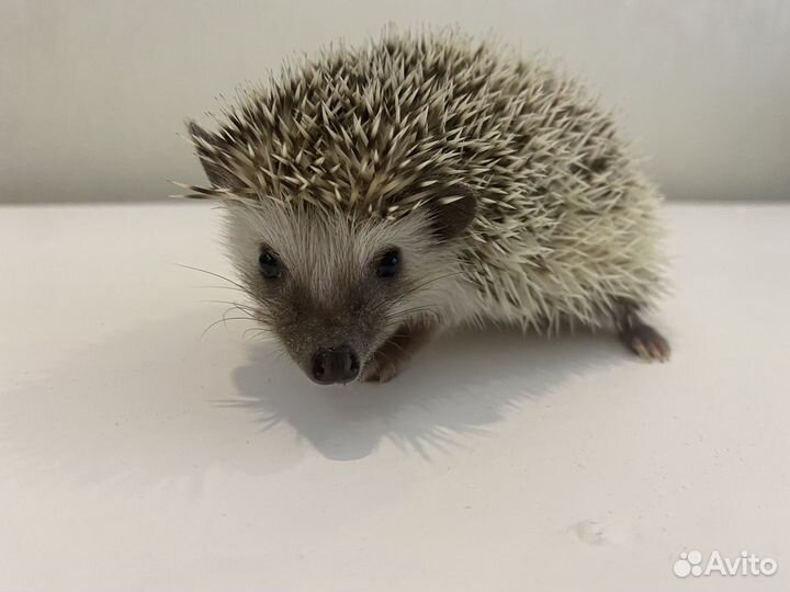 Африканский ежик