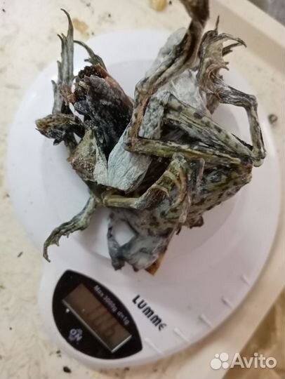 Лягушачьи лапки вяленные