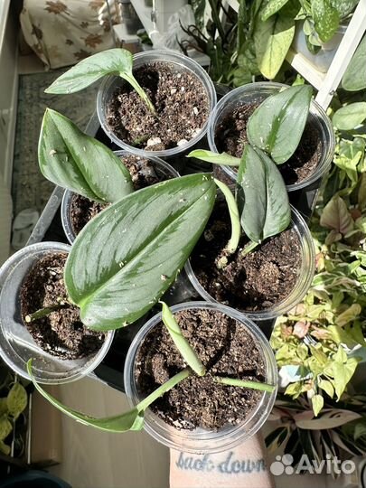 Сциндапсус мунлайт