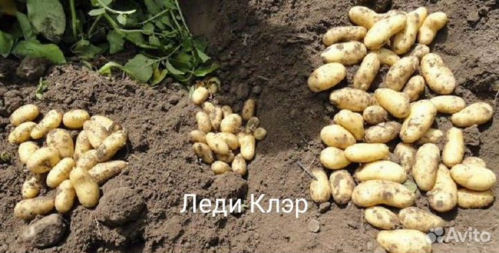 Семенной картофель