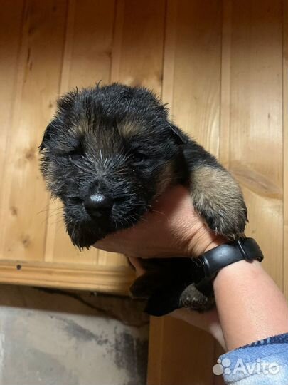 Щенки немецкой овчарки