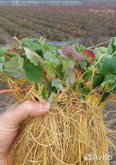 Саженцы клубники