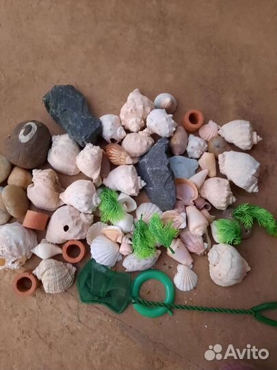 Морские ракушки раковины большие и маленькие