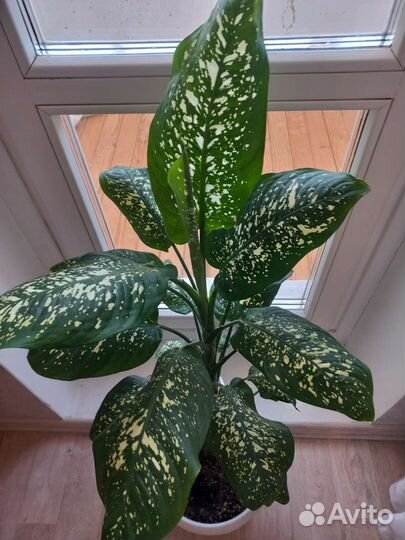 Диффенбахия