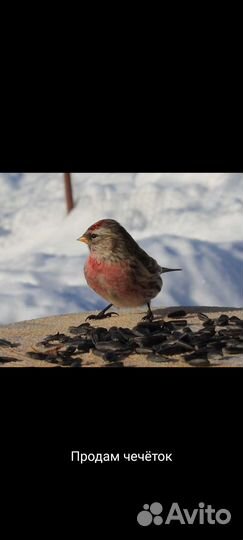 Чижи щеглы певчие птицы