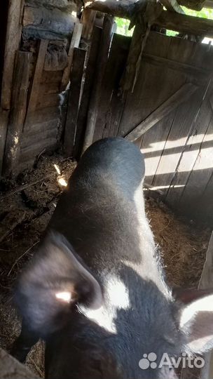 Домашняя свинья