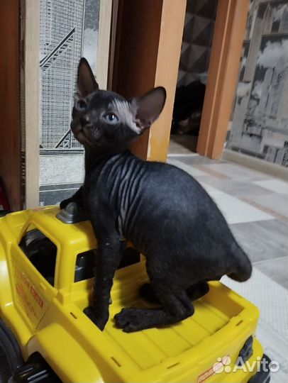 Канадский сфинкс