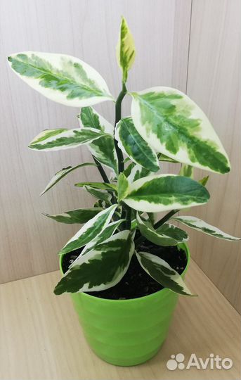 Педилантус