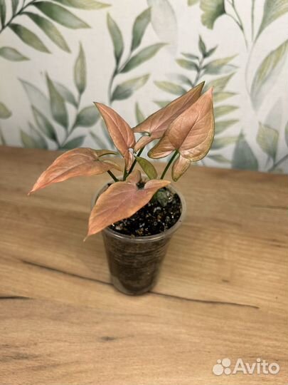 Сингониумы