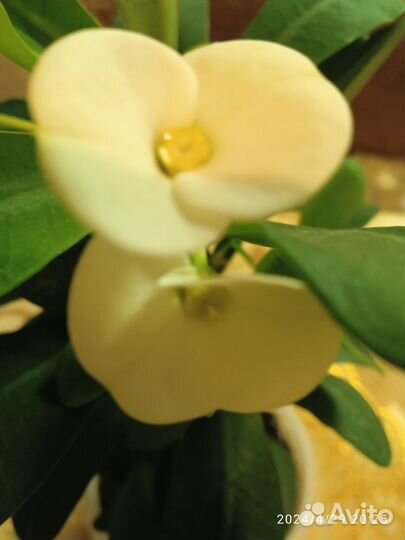 Молочай Миля