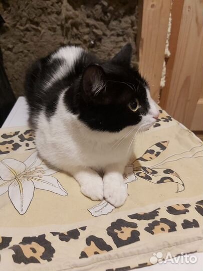 Кошка в дар