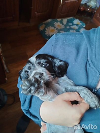 Русский спаниель