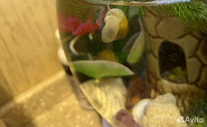 Улитки аквариумные ампулярии